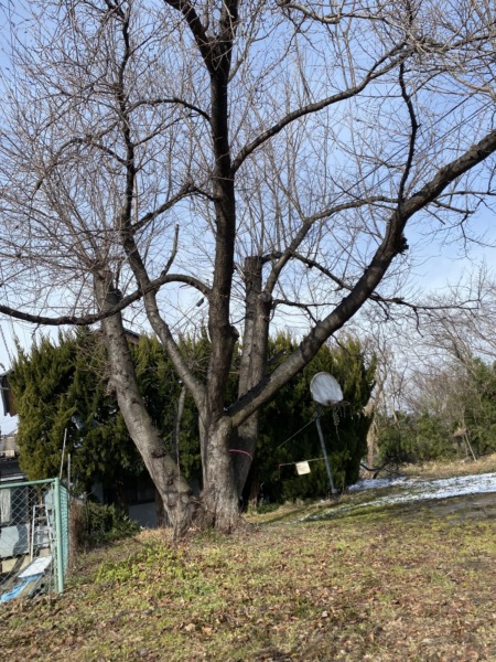 長野市松代　公園の桜