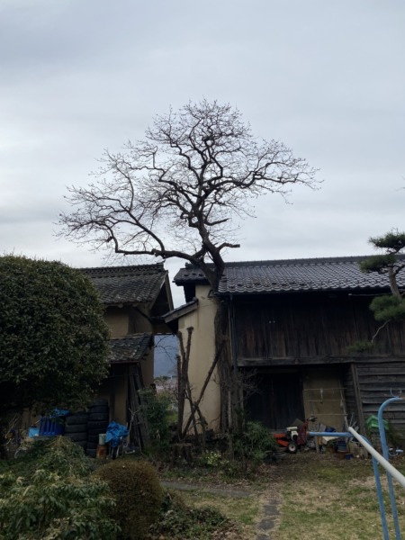 千曲市k邸　柿の木