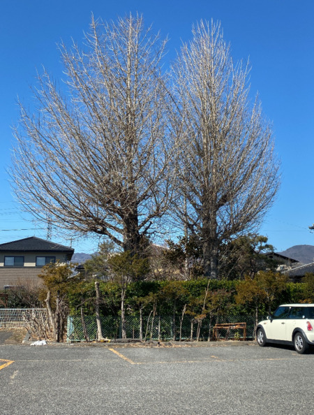 長野市篠ノ井、イチョウの強剪定