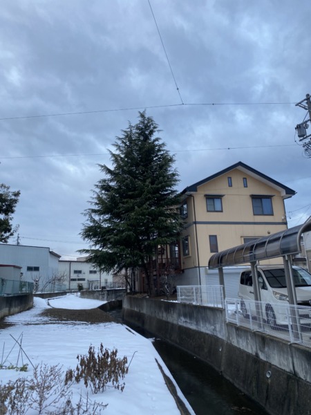 長野市ヒマラヤスギ伐採